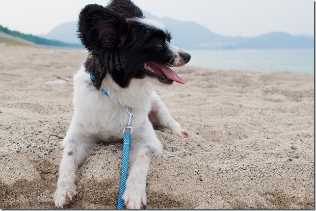 パピヨン犬と糸島の海岸