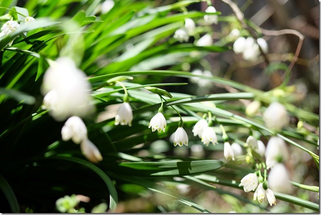 植えたままで毎年花が咲いてくれる球根 チワワ パピヨン ガーデニングin福岡