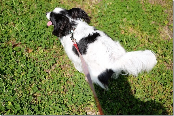かなたけの里公園で走るパピヨン犬