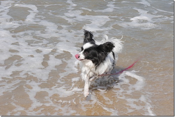 今宿の浜で水遊びの犬