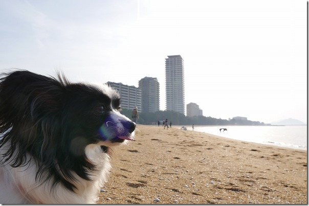 愛宕浜のビーチでパピヨン犬