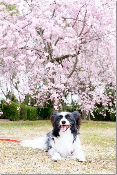 志免町総合スポーツ公園の桜とパピヨン犬
