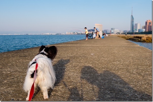 愛宕浜を犬の散歩
