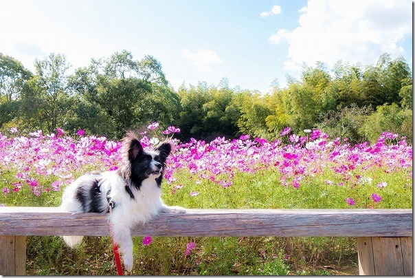 糸島,平原歴史公園のコスモス畑を犬と散策