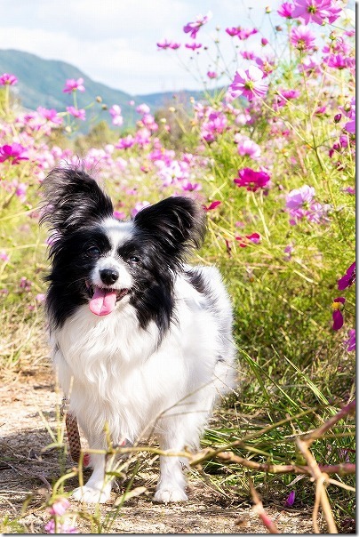 糸島,平原歴史公園のコスモス畑の中で犬の写真