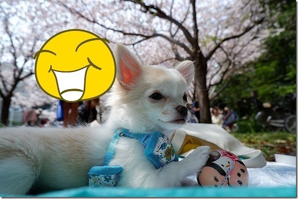 チワワ犬の「こむぎ」と橋本南公園でお花見