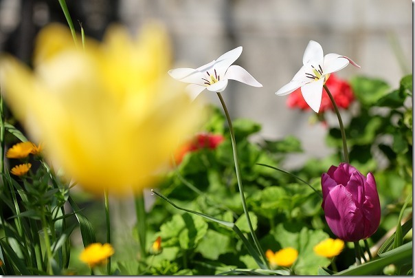 4月中旬の庭の花 原種チューリップ モッコウバラ カートマニジョーなど チワワ パピヨン ガーデニングin福岡