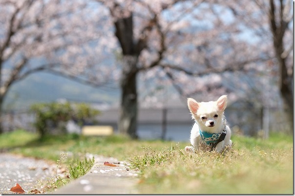 西部運動公園で犬（チワワ）と桜で散歩