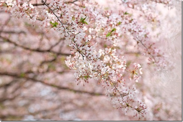 橋本八幡横の橋本南公園の桜は満開