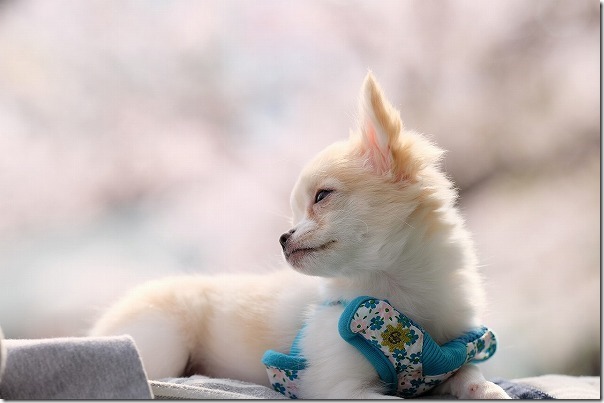 チワワ犬と橋本南公園の桜