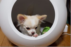 ペットハウス コージー(COZY)を犬でレビュー（冷暖房付き） | チワワ＆パピヨン／ガーデニングin福岡