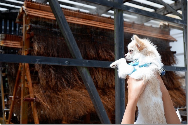 別府ひょうたん温泉の竹製の温泉冷却装置,犬と見学