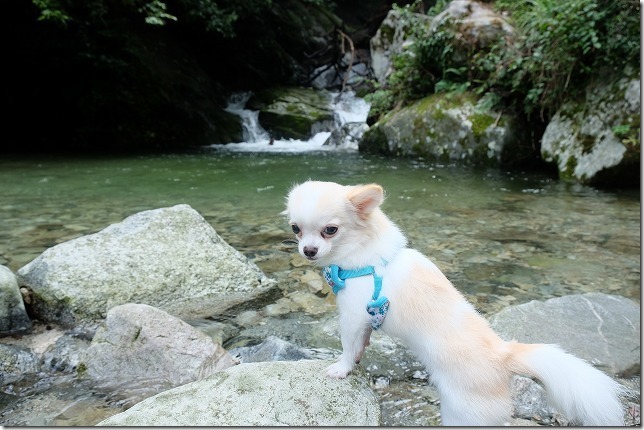 福岡市早良区,坊主ヶ滝の川につかる犬