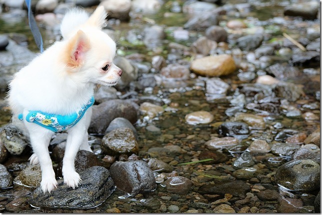 玖珠・慈恩の滝で犬と水遊び