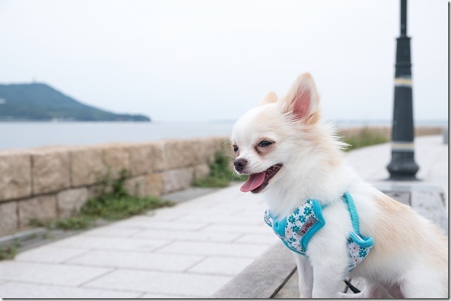 小戸公園の海と犬