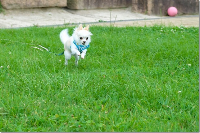 小戸公園の芝生を走るチワワ・犬