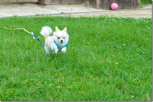 小戸公園の芝生を走るチワワ・犬