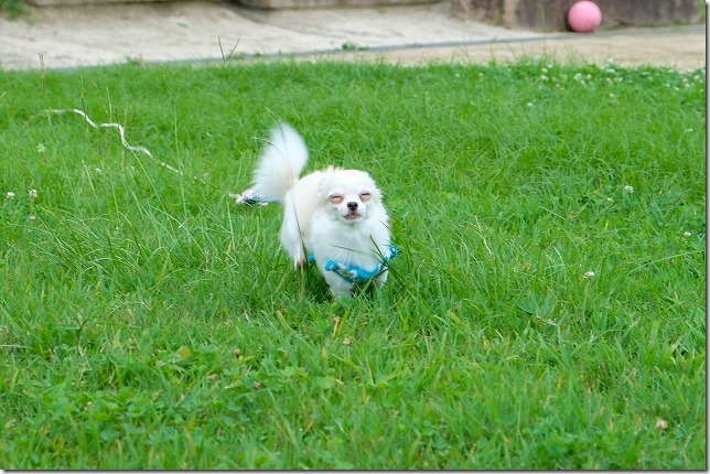 小戸公園の芝生を走るチワワ・犬・変顔