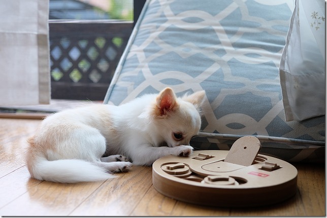 犬の木製玩具で遊ぶチワワ