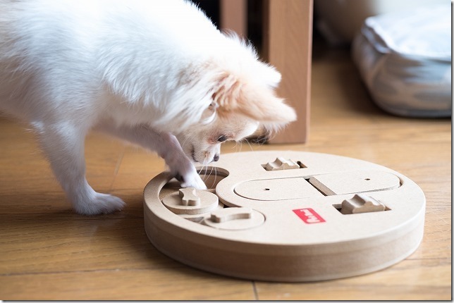 犬の知育おもちゃ、ハンティングパズルでチワワが遊ぶ