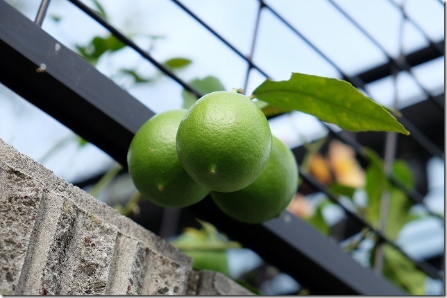 マイヤーレモンを庭植えで育てて３年目 チワワ パピヨン ガーデニングin福岡