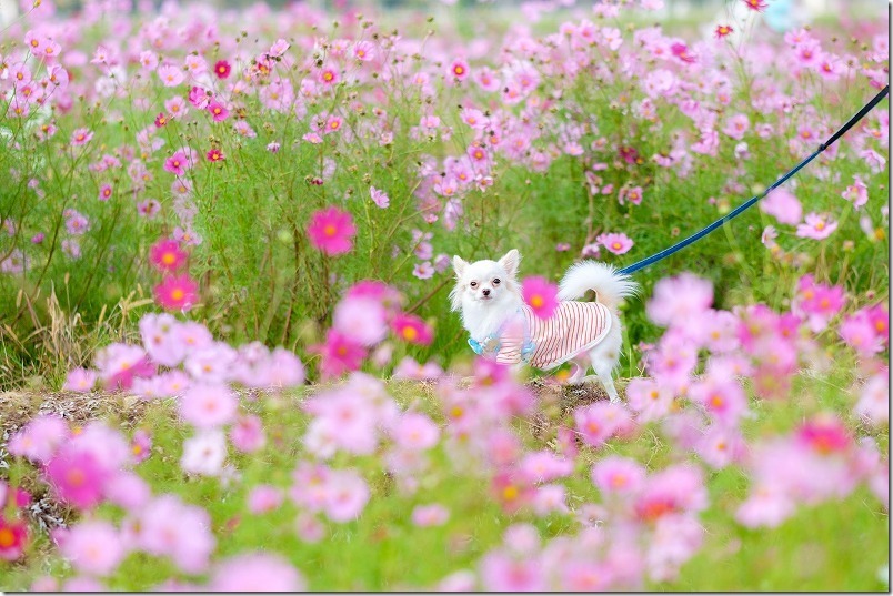 やよいの風公園のコスモス畑（福岡市西区吉武）とチワワ・犬