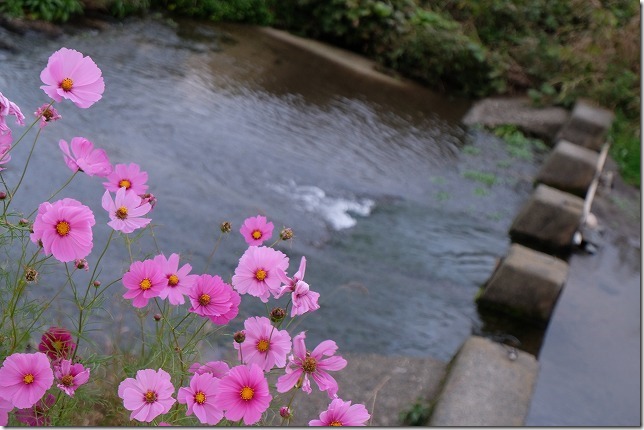 糸島、川沿いのコスモスの花