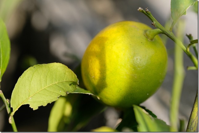 マイヤーレモンを庭植えで育てて３年目 チワワ パピヨン ガーデニングin福岡