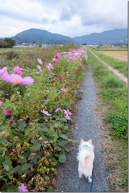 糸島の川沿いのコスモスの小道を犬と散歩