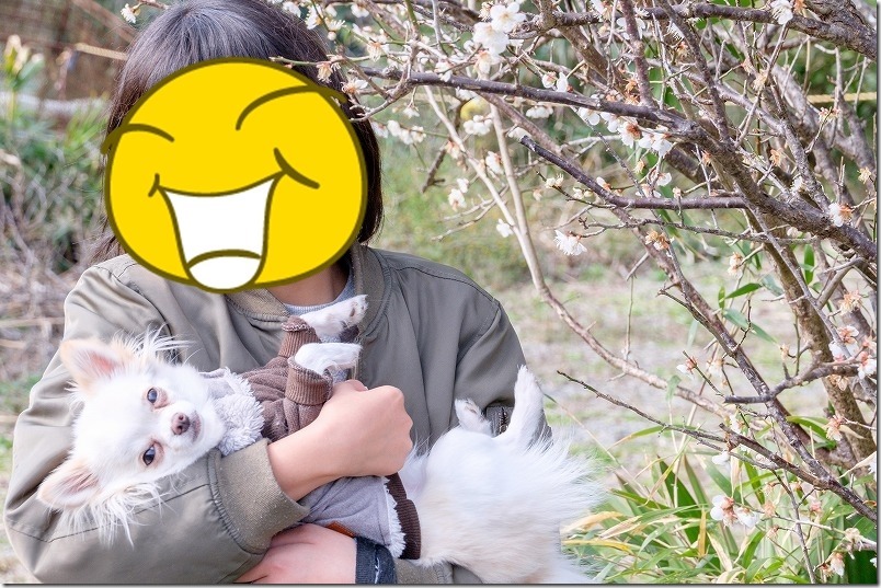 糸島、小富士梅林で犬（チワワ）と子供