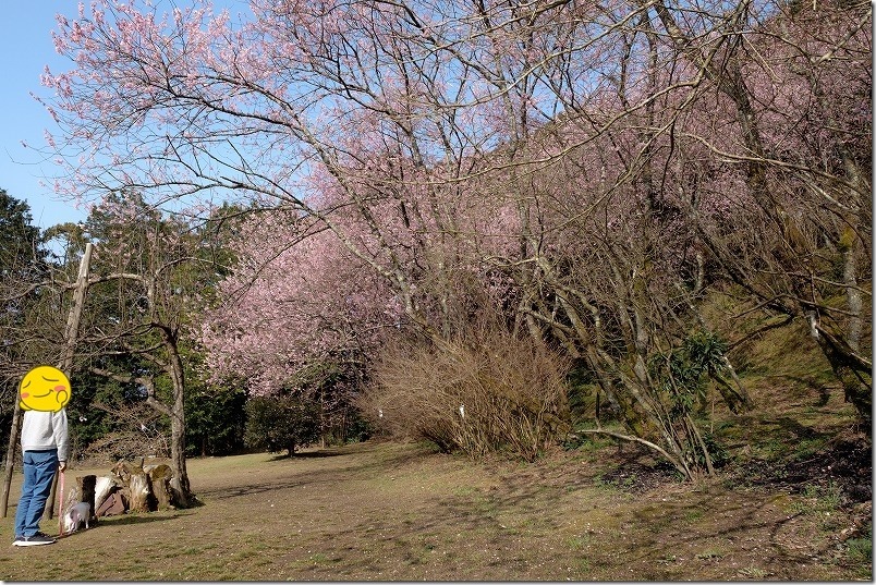 満開の那珂川・初御代桜へ到着