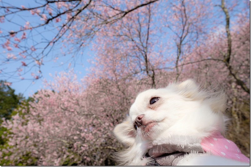 満開の那珂川・初御代桜とチワワ（犬）
