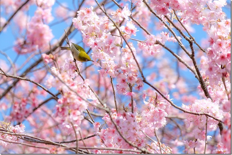 満開の那珂川・初御代桜とメジロ