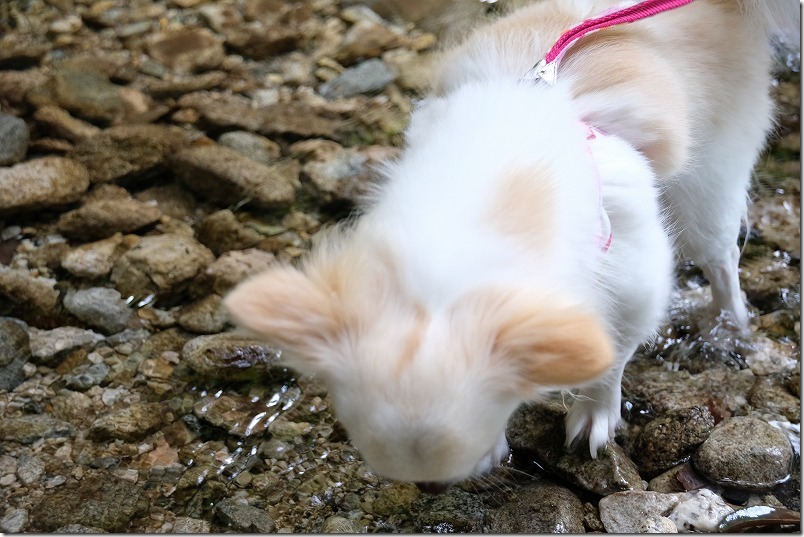 坊主ケ滝（福岡市早良区）で犬（チワワ）と水遊び