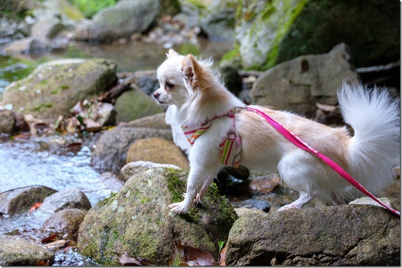 坊主ケ滝（福岡市早良区）で犬（チワワ）と水遊び