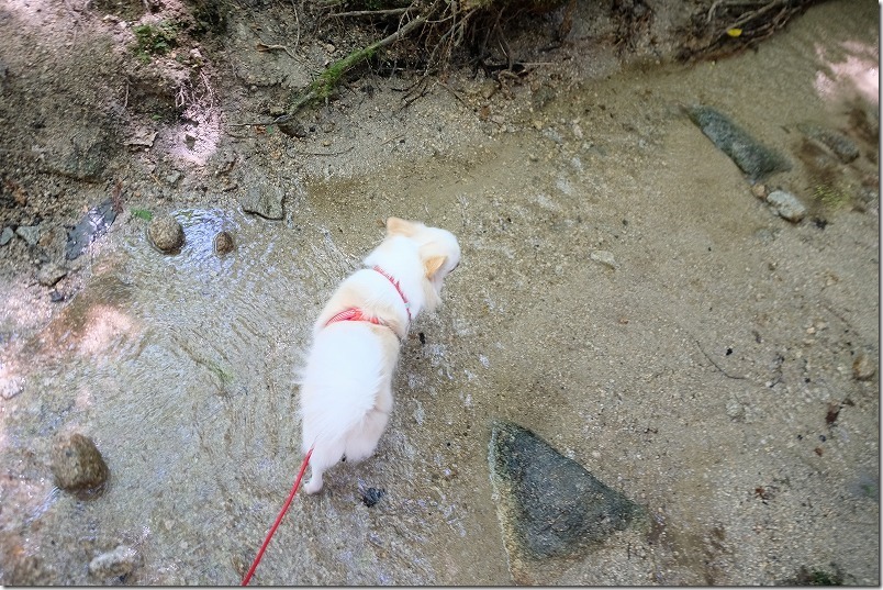 油山市民の森で犬も水遊び