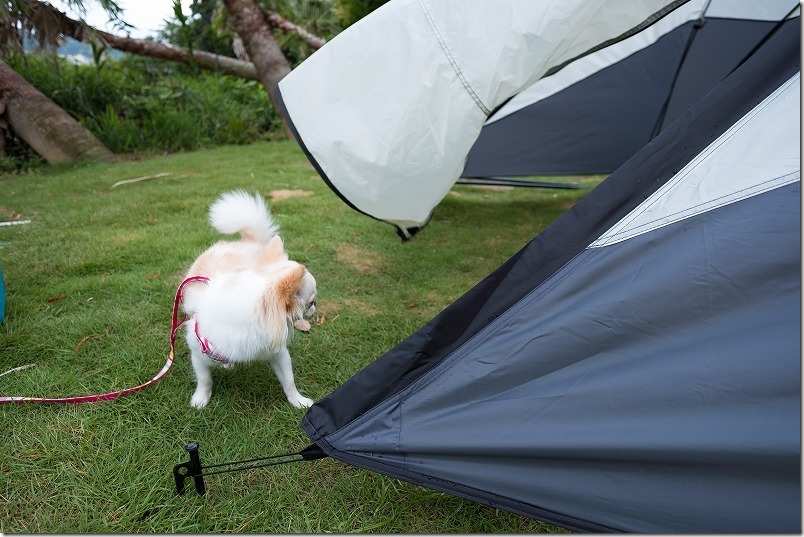 犬と一緒に糸島でキャンプ、風で揺れるテント
