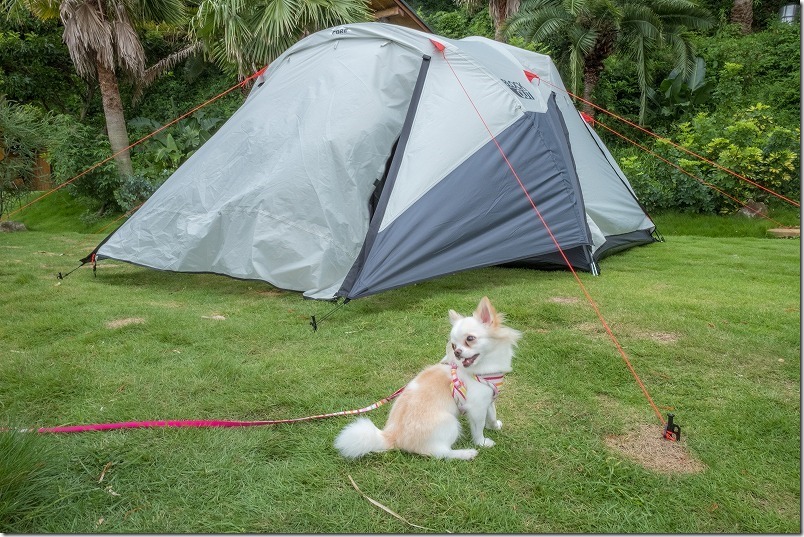 犬と一緒に糸島でキャンプ、テント組み立て中