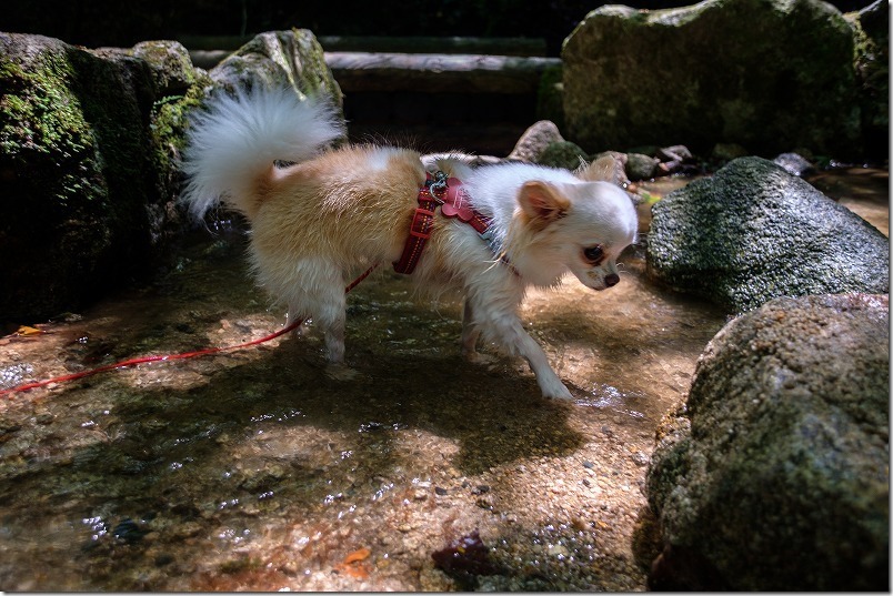 油山市民の森で犬と水遊び 福岡市南区 チワワ パピヨン ガーデニングin福岡