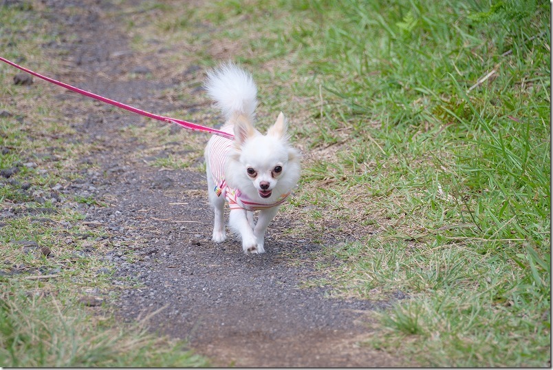田子山展望台を犬とお散歩