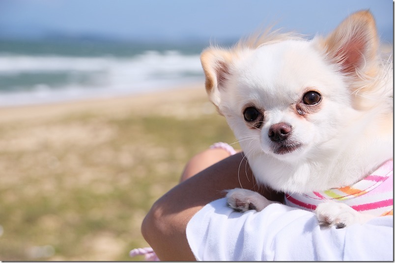 海の中道海浜公園の海と犬