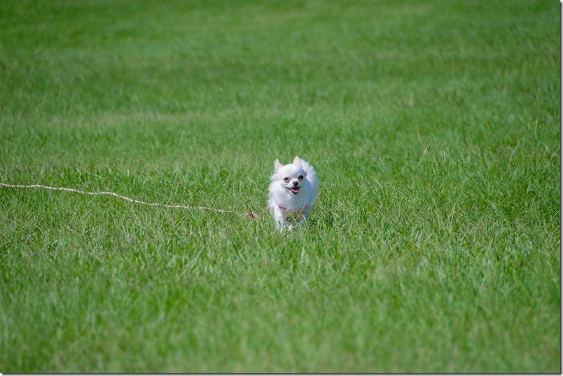 海の中道海浜公園で犬連れで散歩（芝生広場）