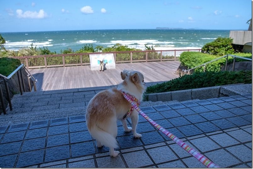 海の中道海浜公園の海と犬