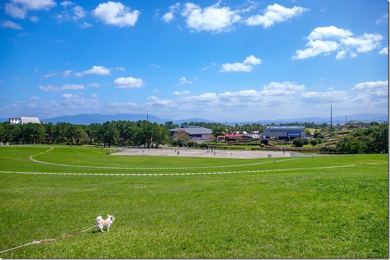 海の中道海浜公園の芝生の丘で犬と休憩