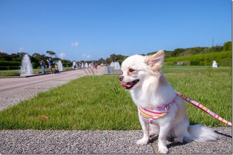 海の中道海浜公園を犬と散歩、噴水