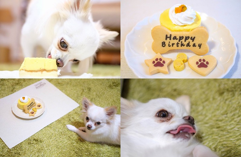 犬用ケーキ（イオンペット）で誕生日のお祝い こむぎ２歳 | チワワ＆パピヨン／ガーデニングin福岡