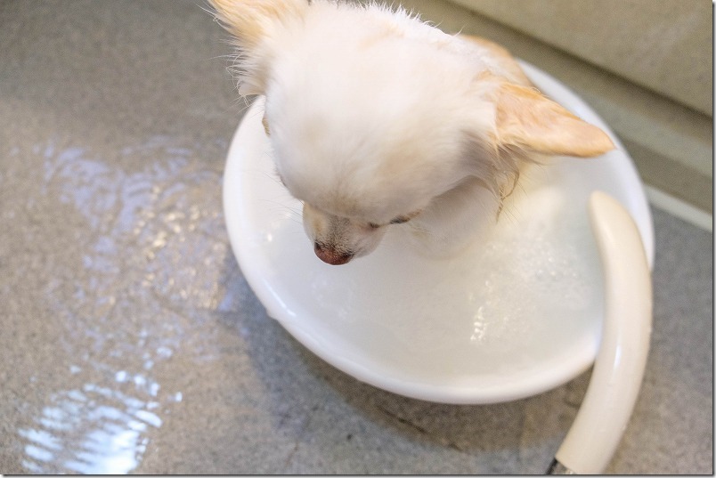 犬用 入浴剤で こむぎ も温泉気分に ぬくりん チワワ パピヨン ガーデニングin福岡