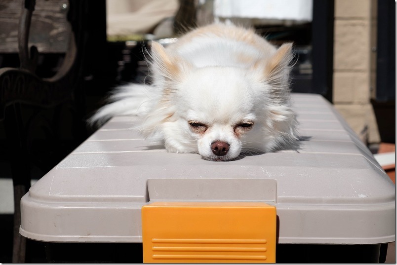 収納ボックスアイリスオーヤマの上で寝る犬、チワワ