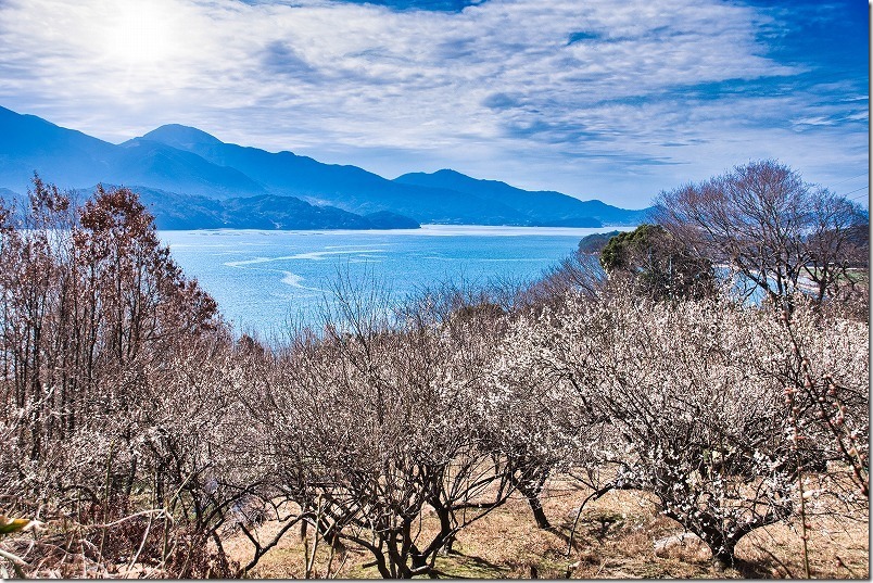 糸島、小富士梅林の海と梅