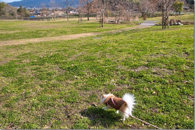 金武の里公園を犬（チワワ）と散歩、広場